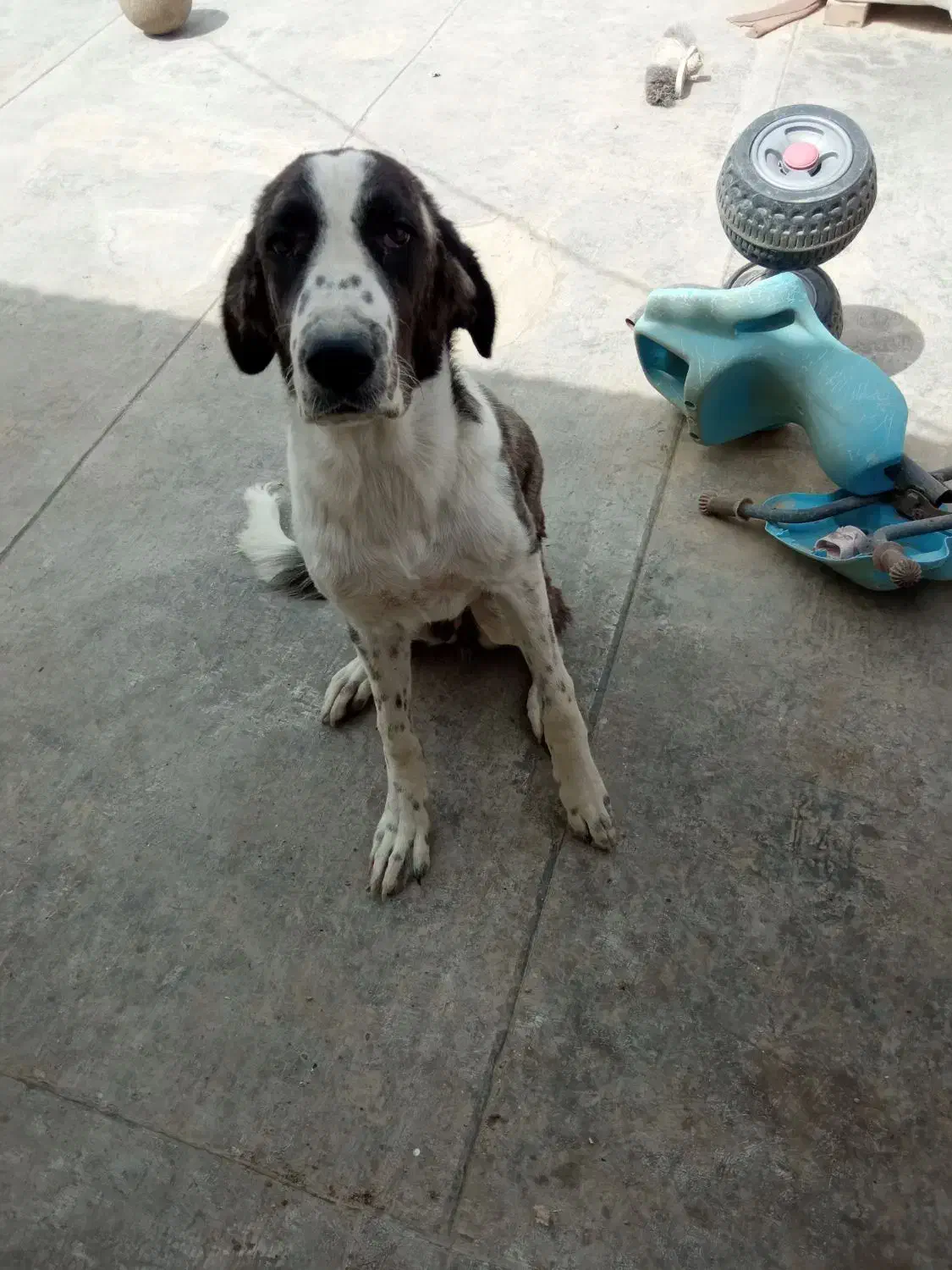 توله آلابای ۶ ماهه|سگ|گنبد کاووس, |دیوار