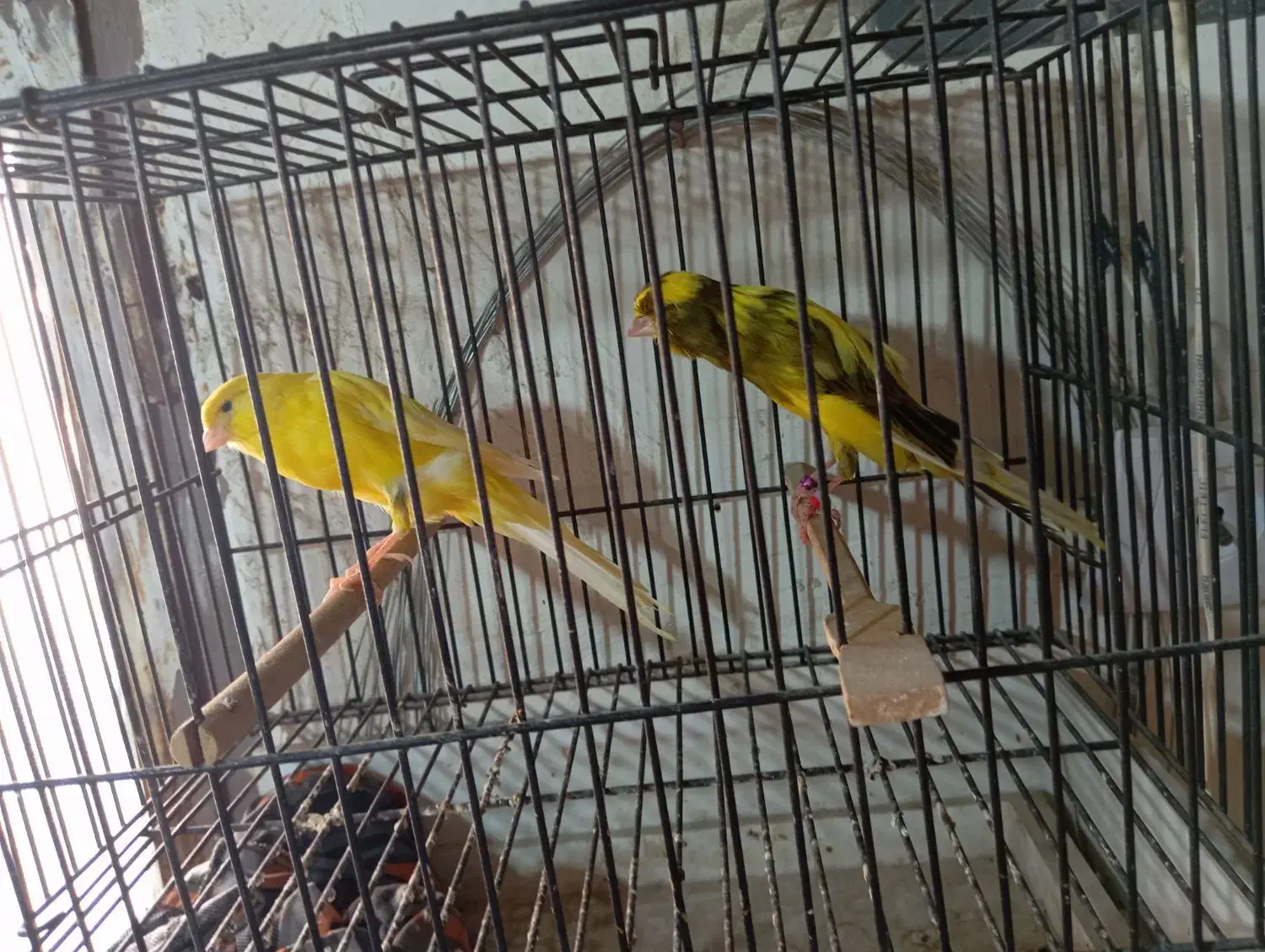 قناری رسمی بلند|پرنده|مشهد, یاس|دیوار