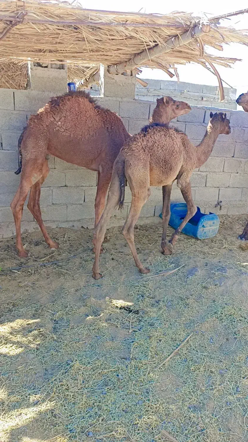 دو عدد هاشی نر چاق|حیوانات مزرعه|سراوان, |دیوار