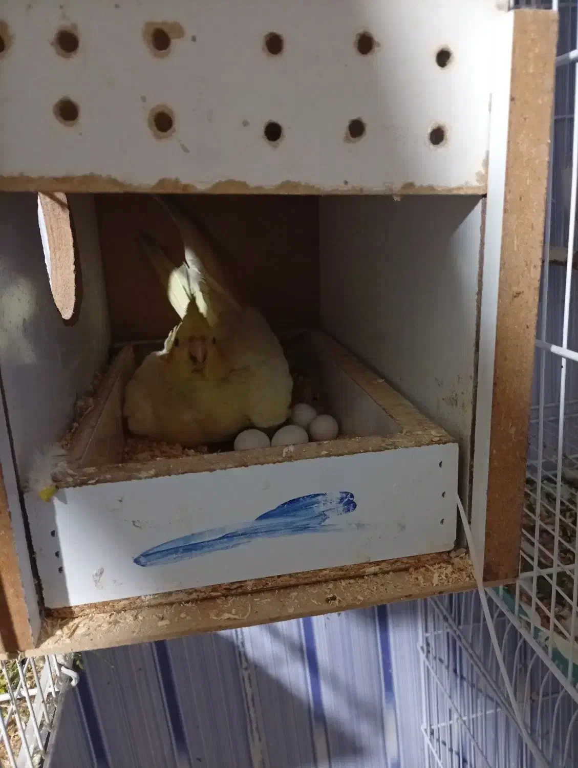 عروس هلندی و مرغ عشق|پرنده|ماکو, |دیوار