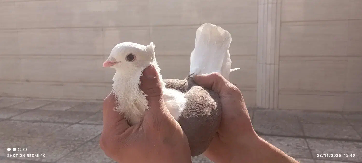 کبوتر زینتی|پرنده|شوش, |دیوار