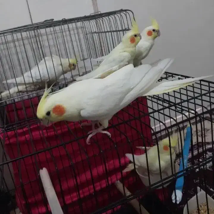 انواع عروس هلندی لوتینو|پرنده|اندیمشک, |دیوار