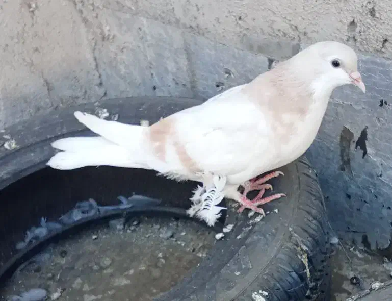 کبوتر پرش|پرنده|نیشابور, شهید بهشتی|دیوار