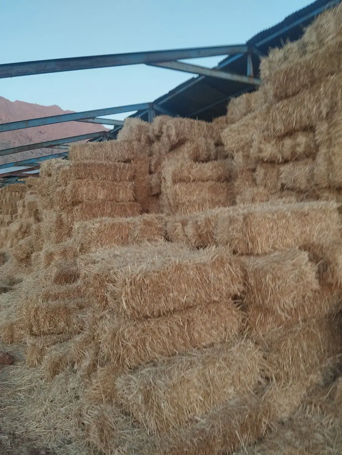 فروش پرس کاه و کلش کیلویی۸۵۰۰|حراج|روانسر, |دیوار