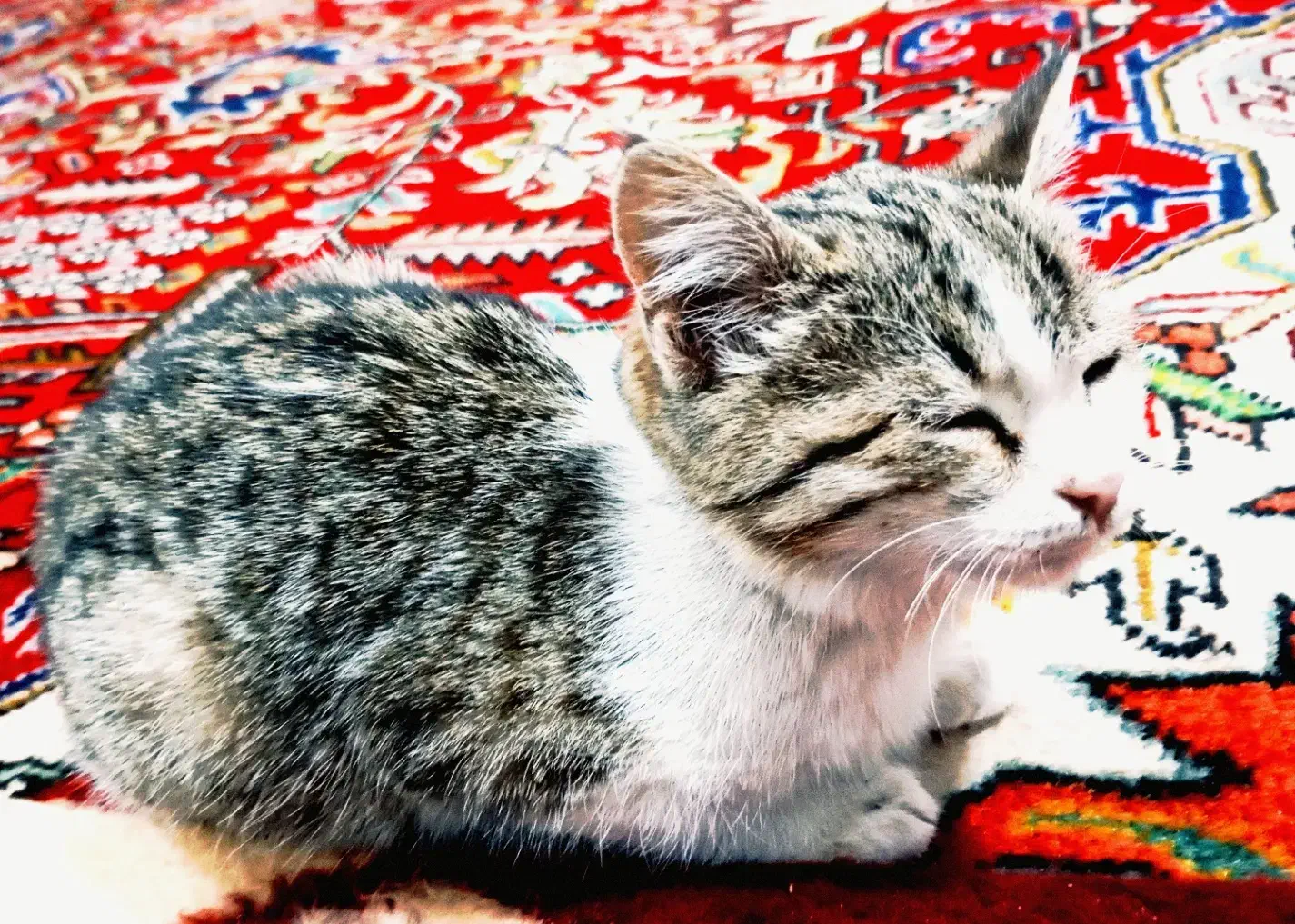 یه گربه خانگی|گربه|ارومیه, |دیوار