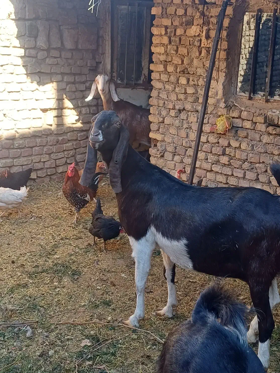 بز پاکستانی|حیوانات مزرعه|اردکان, |دیوار