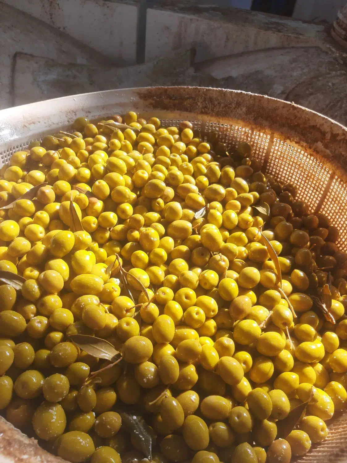 پخش عمده  زیتون در سراسر کشور|عمده‌فروشی|منجیل, |دیوار