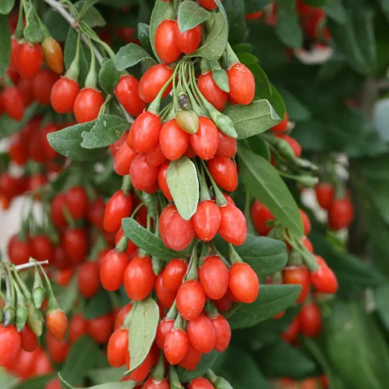 خرید نهال فندق ، ارسال سریع به سراسر کشور|خدمات باغبانی و درختکاری|قم, انسجام|دیوار