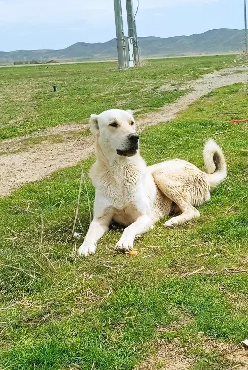 سگ عراقی|سگ|چهاردولی, |دیوار