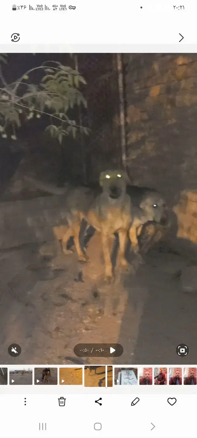 ماده پژدر اصیل|سگ|ورامین, خیر آباد|دیوار