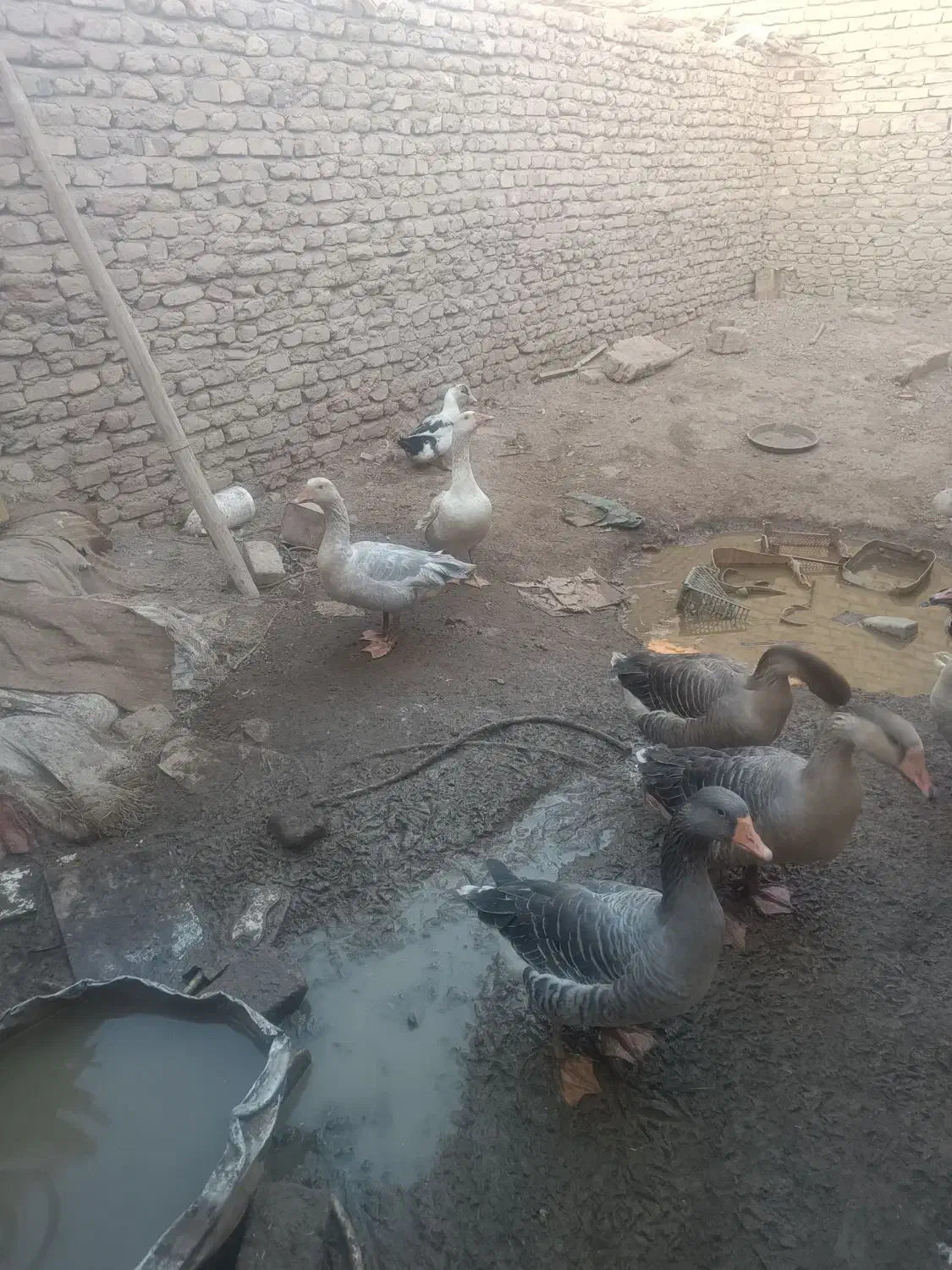 اردک|حیوانات مزرعه|زابل, |دیوار