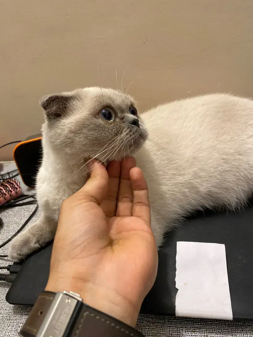 گربه اسکاتیش فولد دو رنگ|گربه|قشم, |دیوار