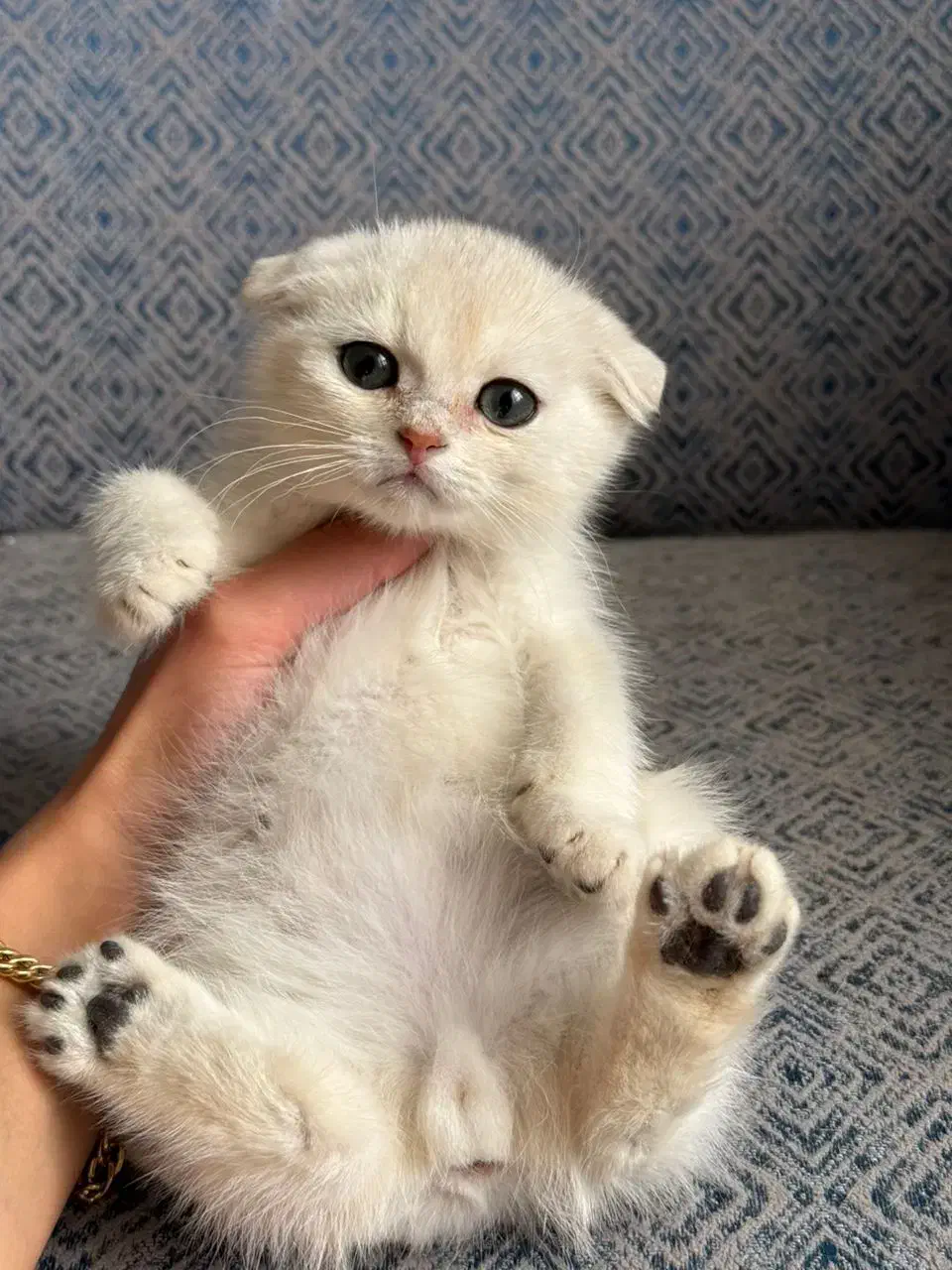 بچه گربه دارای بازدید حضوری در شیراز|گربه|شیراز, تندگویان|دیوار