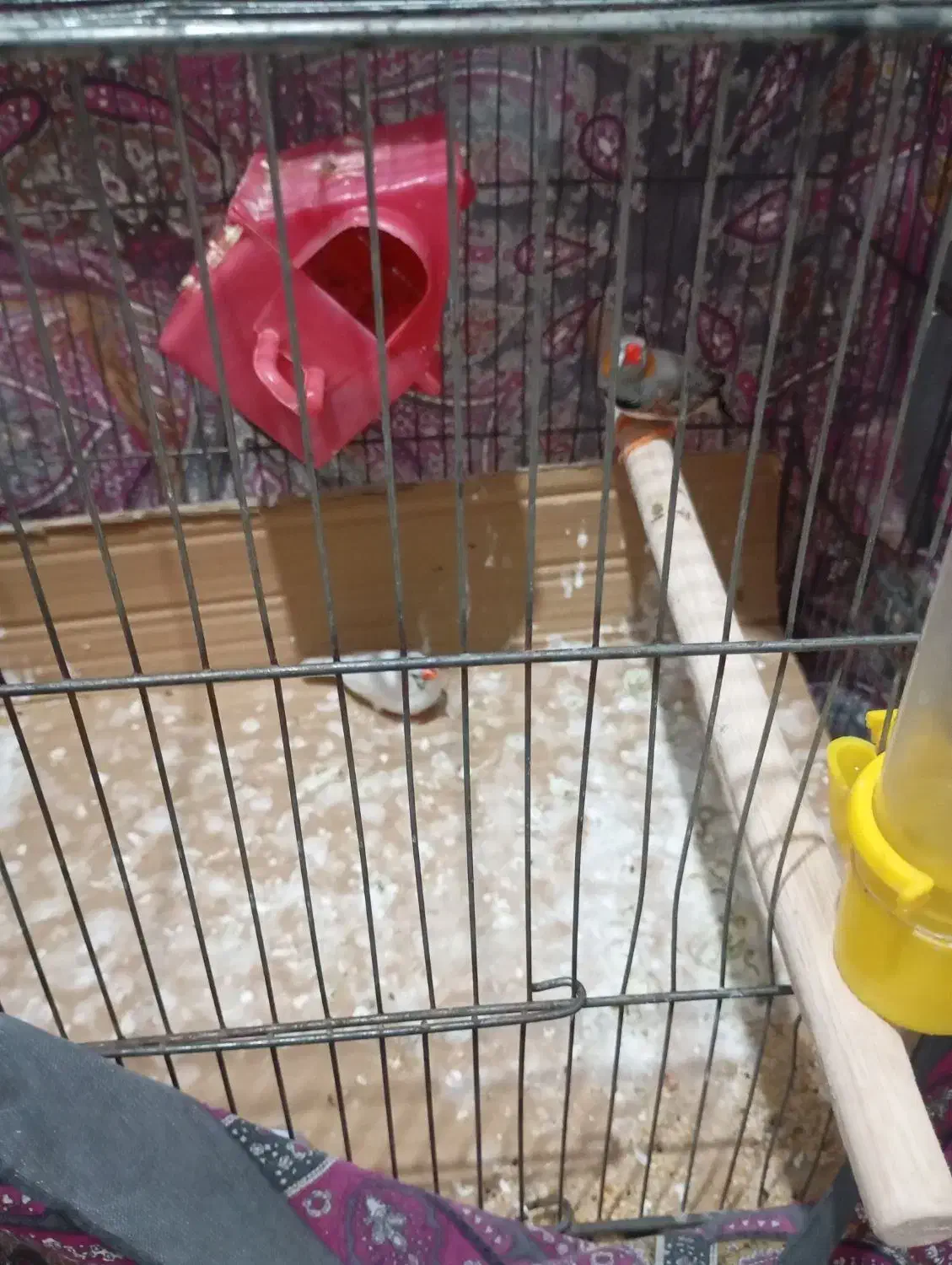 دو عدد فنچ نر و ماده|پرنده|محمدشهر, محمدشهر|دیوار