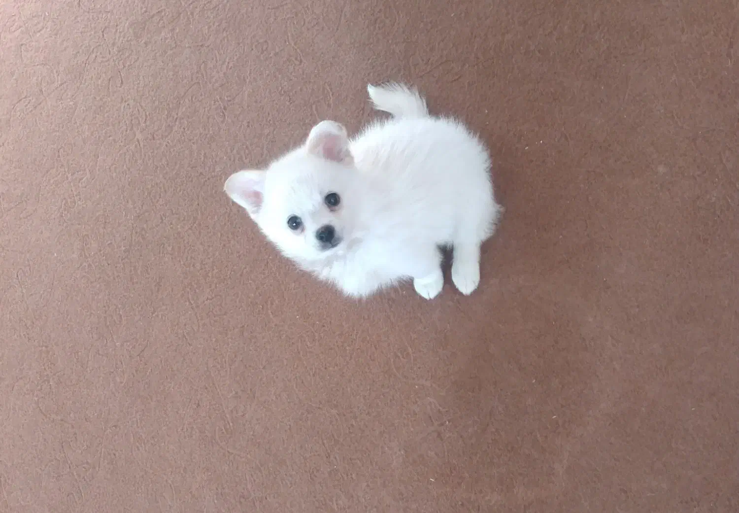 واگذاری سگ پامر عروسکی|سگ|اصفهان, سودان|دیوار