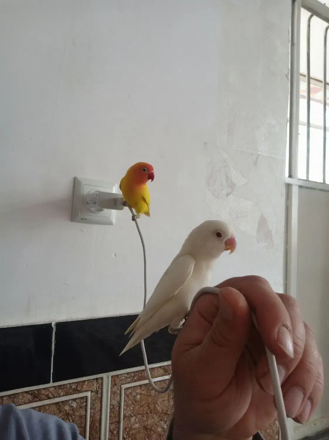 طوطی برزیلی|پرنده|پیرانشهر, |دیوار