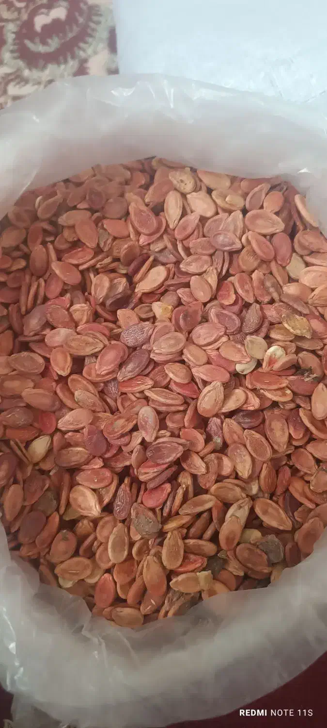 تخمه هندوانه محلی|خوردنی و آشامیدنی|جلگه ماژان, |دیوار