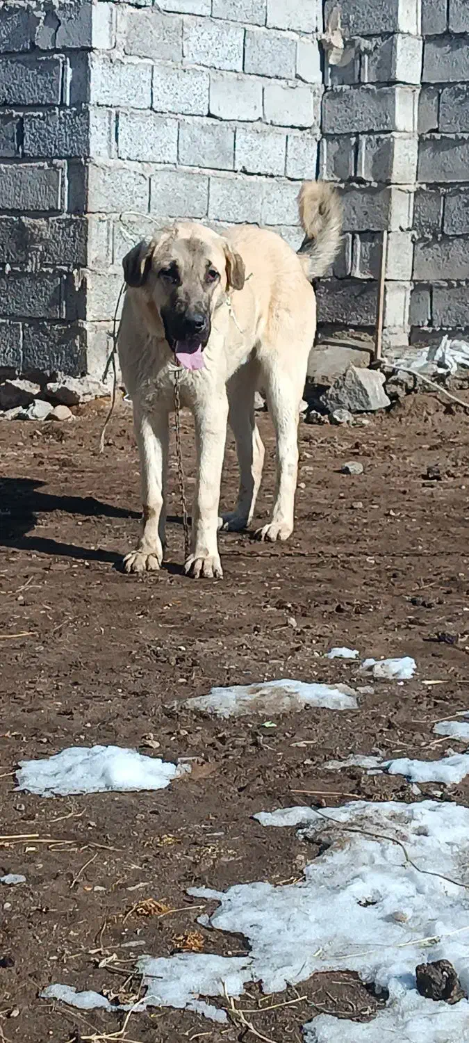 توله عراقی|سگ|مشگین شهر, |دیوار