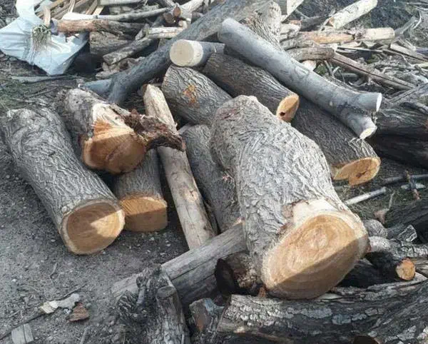 خرید درخت|خدمات باغبانی و درختکاری|موچش, |دیوار