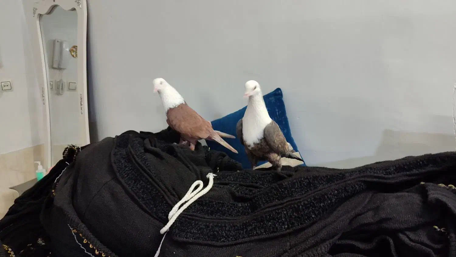 کله سفید کربلایی|پرنده|سبزوار, شرق کال جنوبی (شمس آبادی)|دیوار