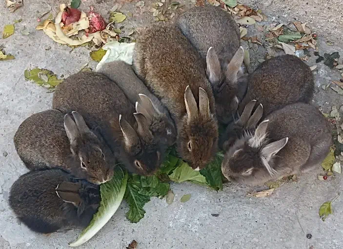 خرگوش فروشی|موش و خرگوش|ماکو, |دیوار