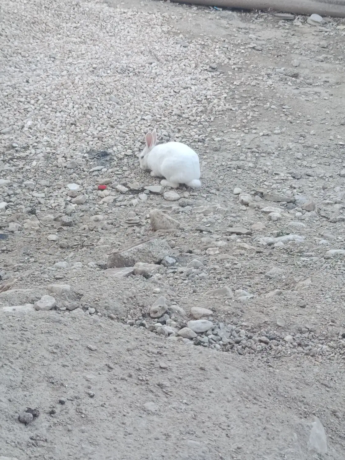 خرگوش|موش و خرگوش|ایذه, |دیوار