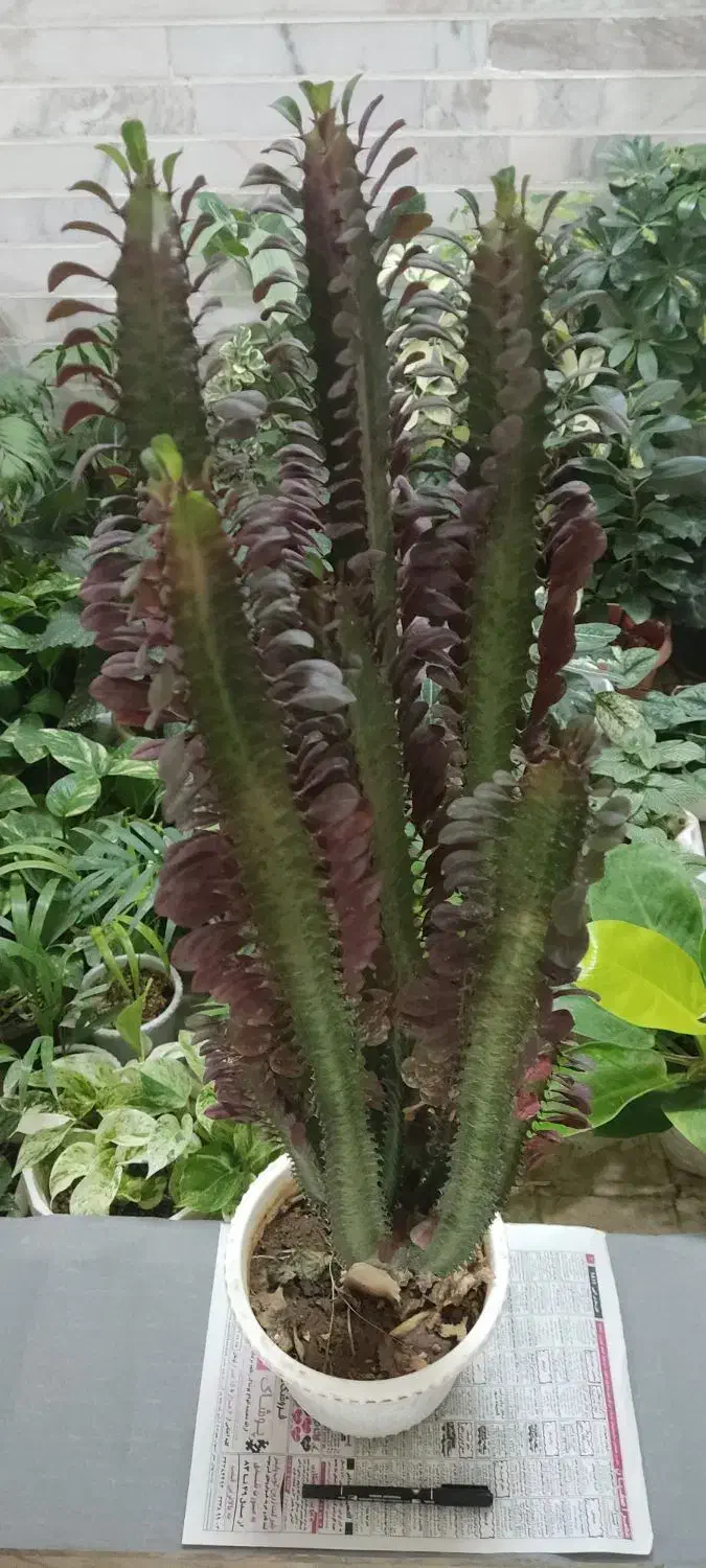 با اینها یه بهشت کوچولو تو خونه برا خودت بساز|گل و گیاه طبیعی|شاهینشهر, مخابرات (شهید بهشتی)|دیوار