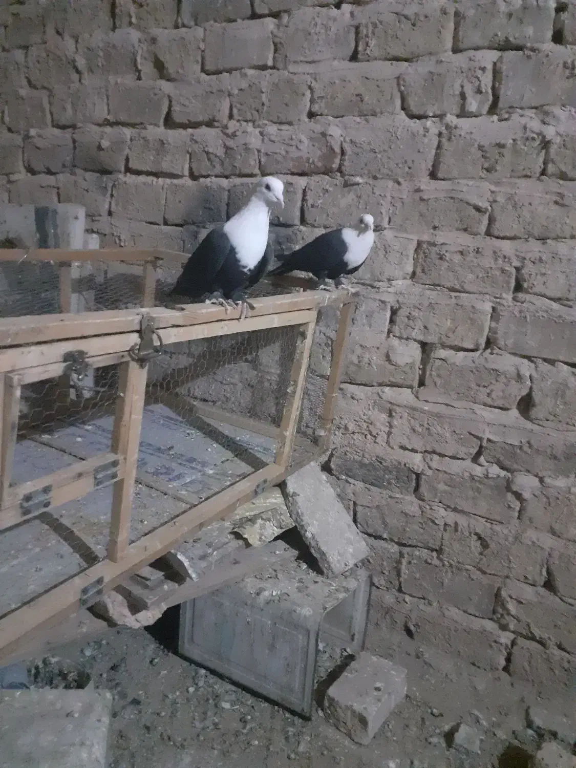 کبوترجفتی|پرنده|سبزوار, قصبه شرقی|دیوار