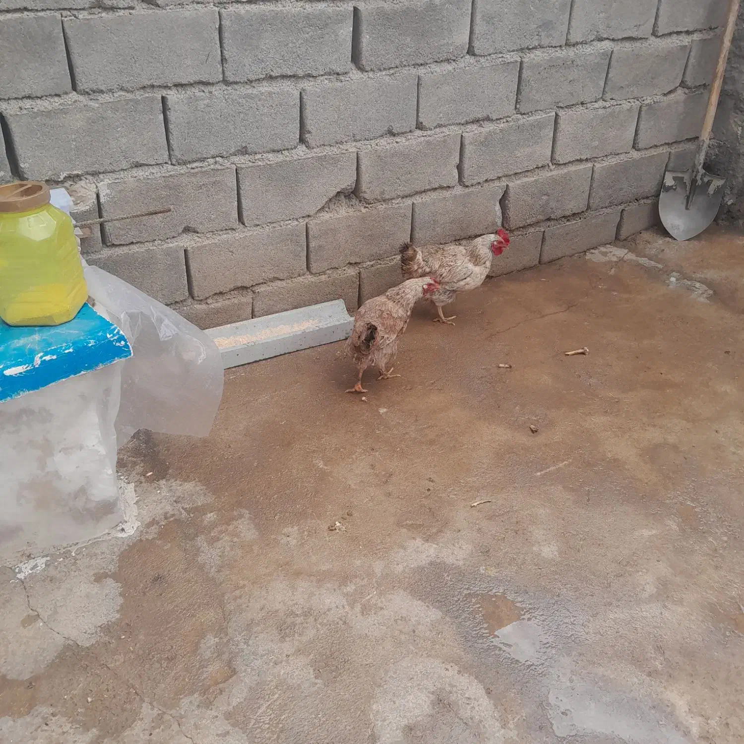 مرغ|حیوانات مزرعه|خاوه, |دیوار