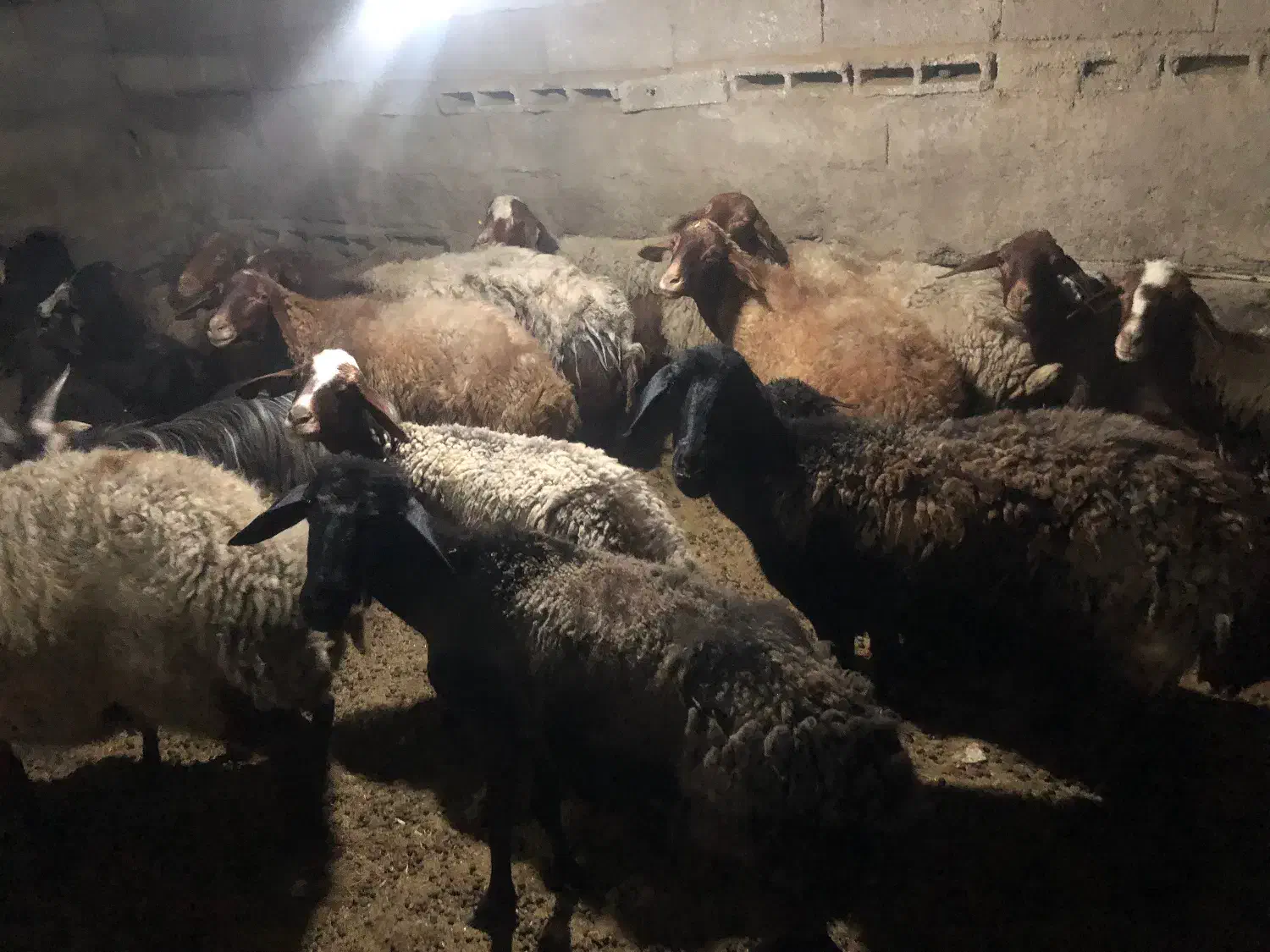 میش و بره جوان|حیوانات مزرعه|قرچک, ولی آباد|دیوار