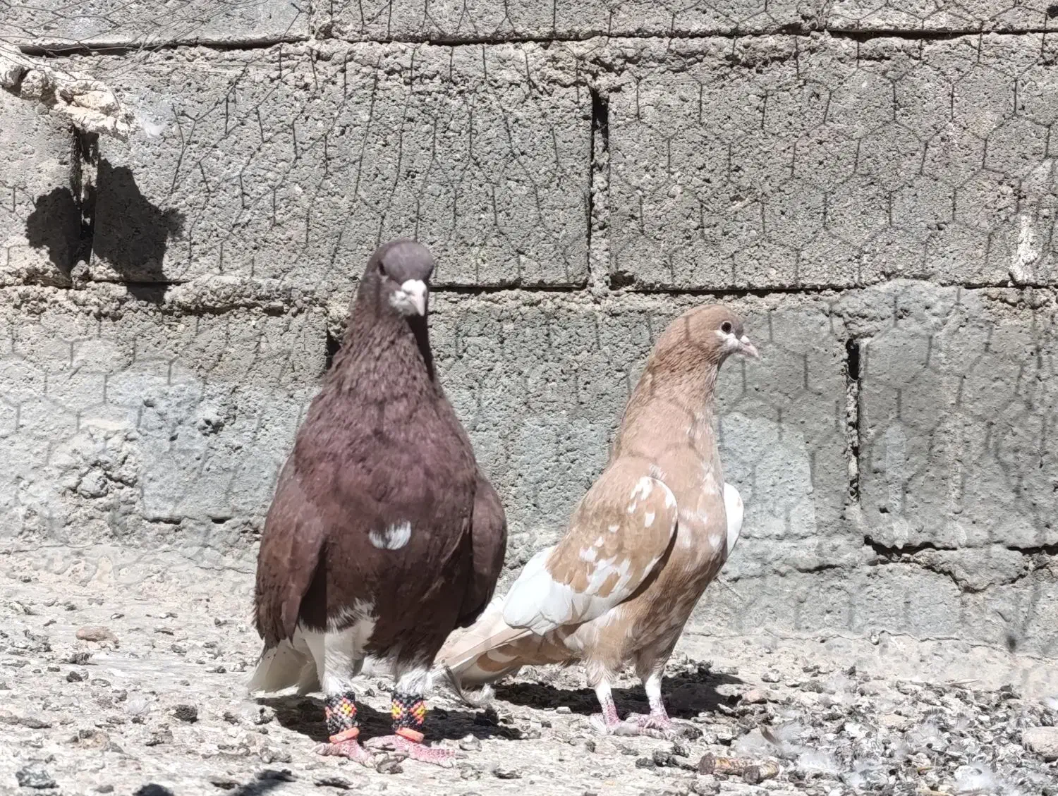 کفتر شهری و...|پرنده|ارژن, |دیوار