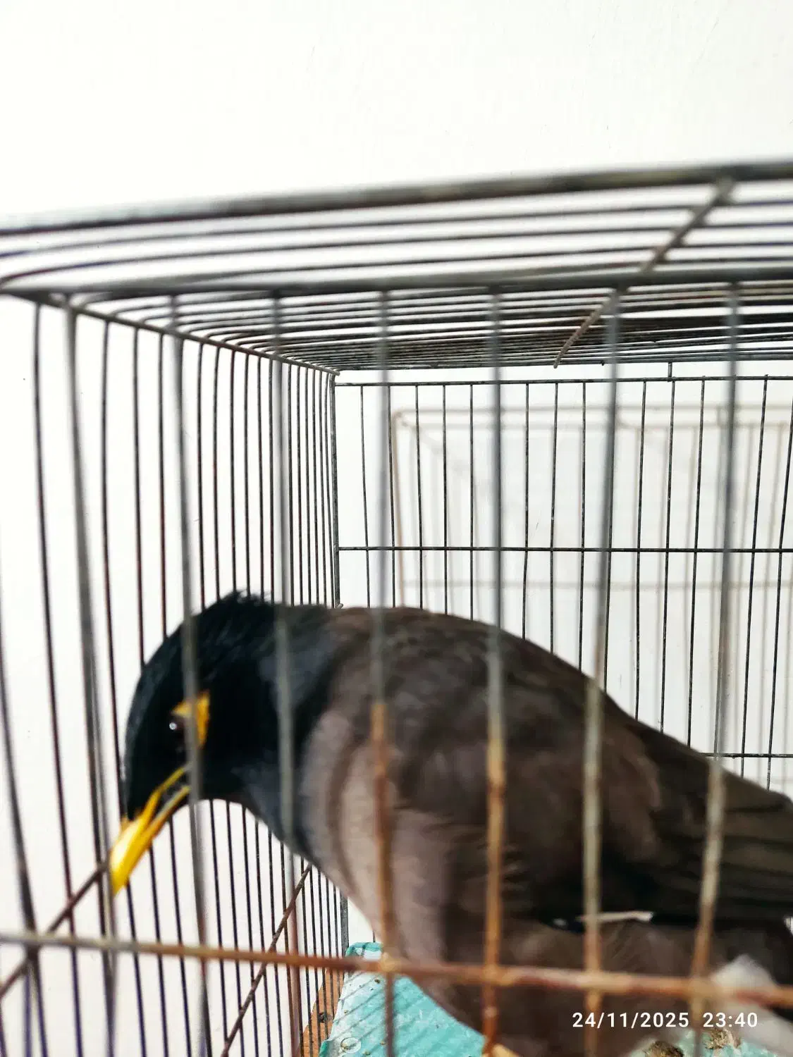 مرغ مینای سالم و سرحال|پرنده|بجنورد, |دیوار