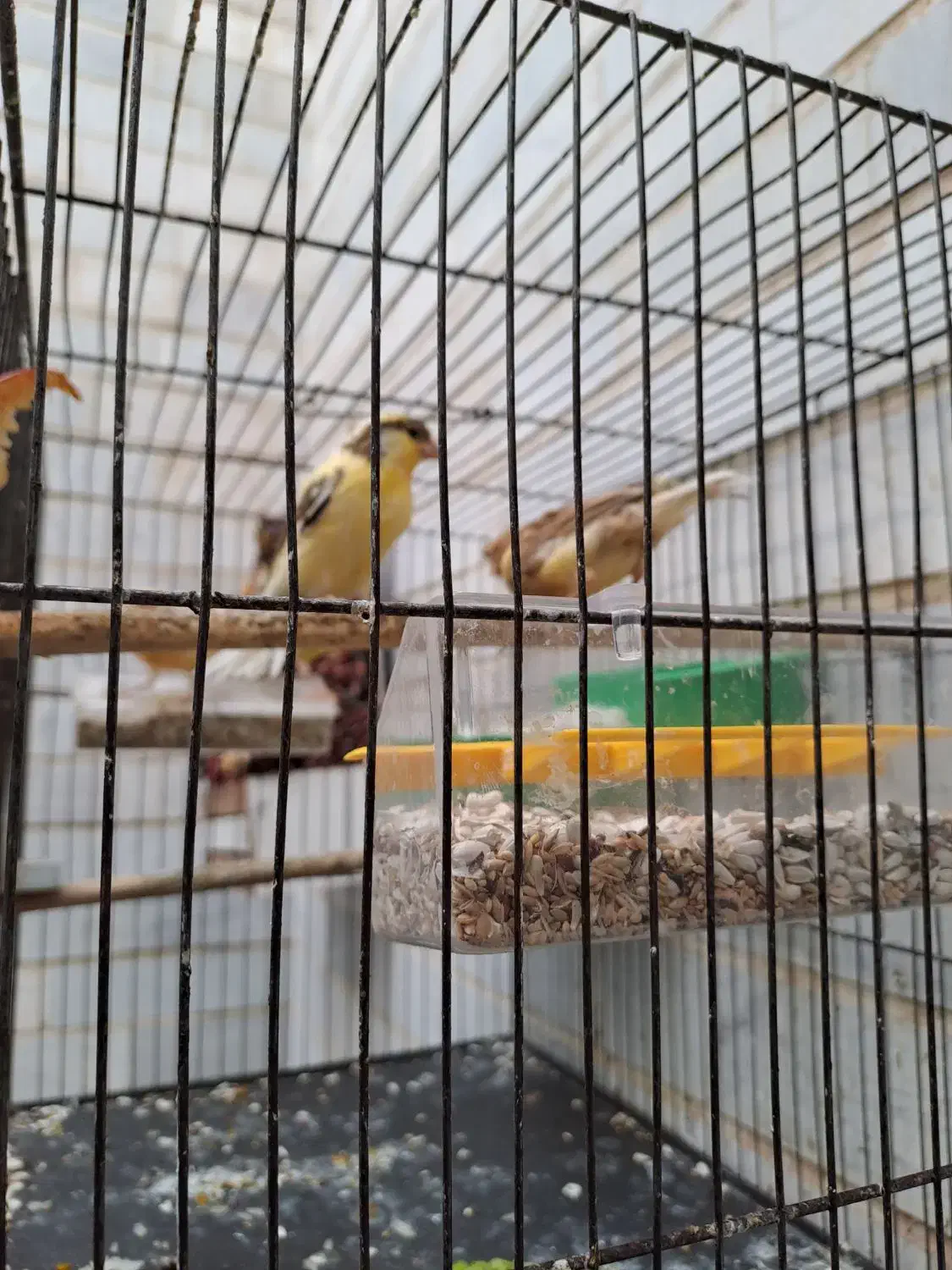 فروش قناری|پرنده|یزد, |دیوار