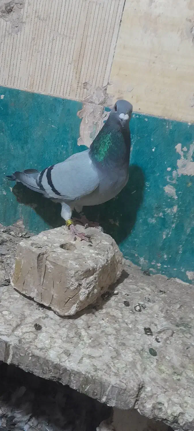 ماده سبز خطی جفت پلاک مسافتی|پرنده|رشتخوار, |دیوار