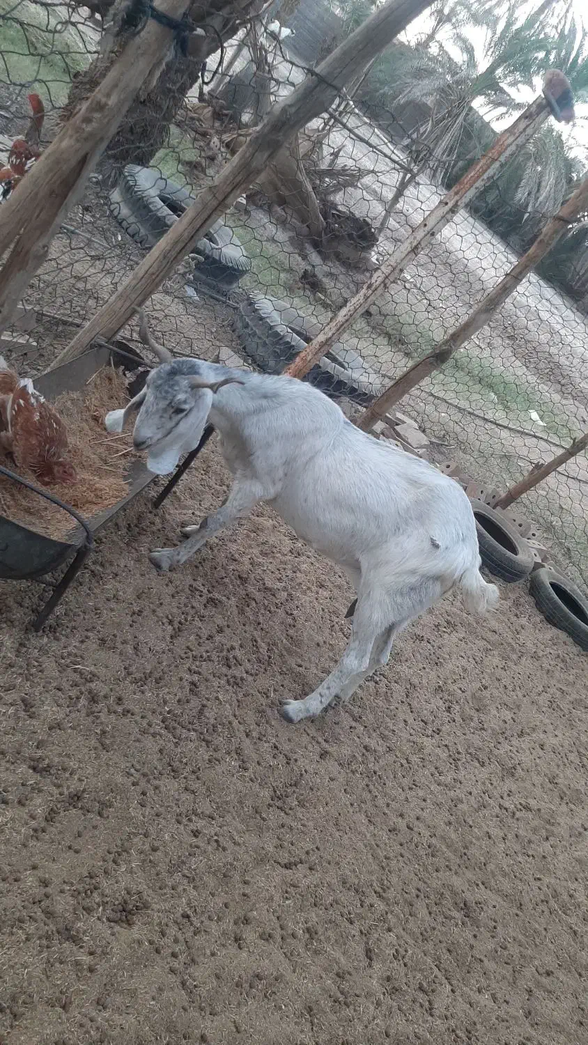 بز پاچن فروشی|حیوانات مزرعه|ایرانشهر, |دیوار