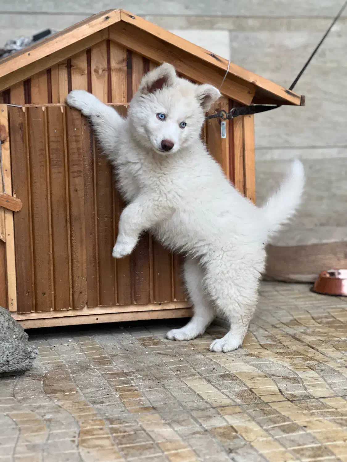 واگذاری توله هاسکی سامویید ۳ ماهه|سگ|آستارا, |دیوار