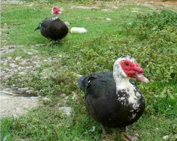 اردکاسرایلی|حیوانات مزرعه|نوشهر, |دیوار