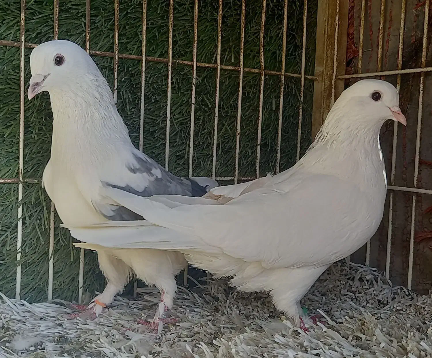 کبوتر پرشی نر و ماده|پرنده|وحیدیه, |دیوار