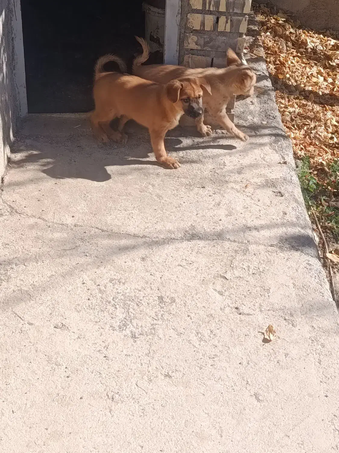 سگ فانتزی|سگ|نیاسر, |دیوار