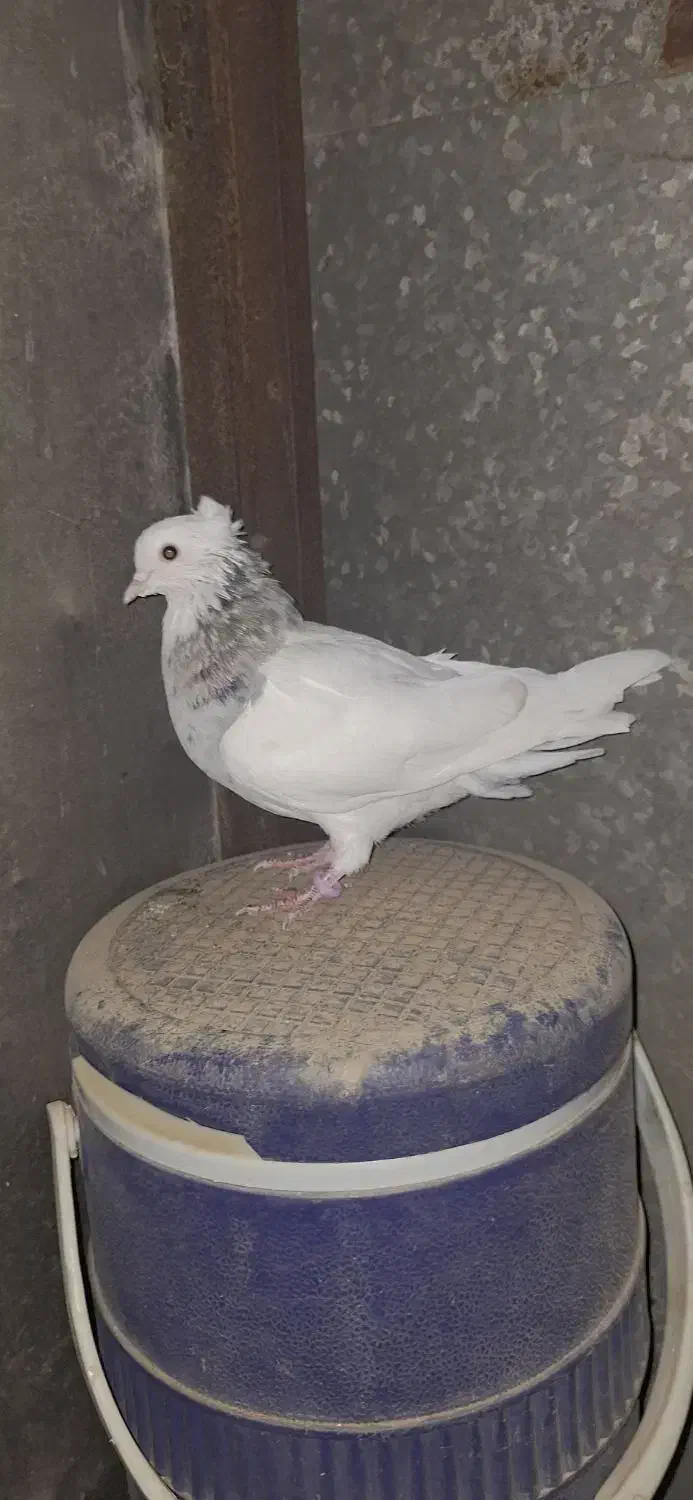 جوجه دو پری نر الماسی خال سیاه|پرنده|آبدانان, |دیوار