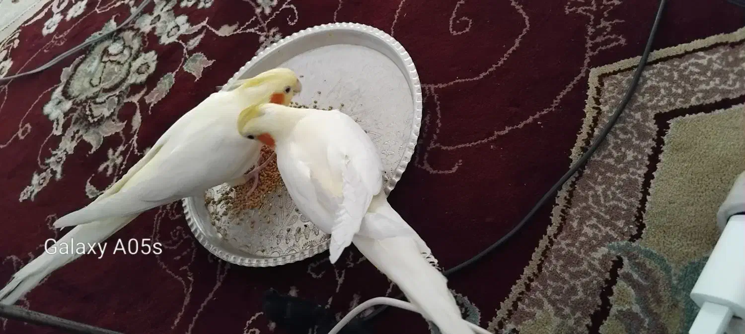 عروس هلندی بالغ|پرنده|کلاله, |دیوار