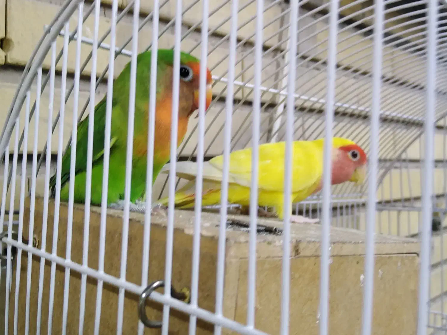 طوطی برزیلی|پرنده|تهران, افسریه شمالی|دیوار