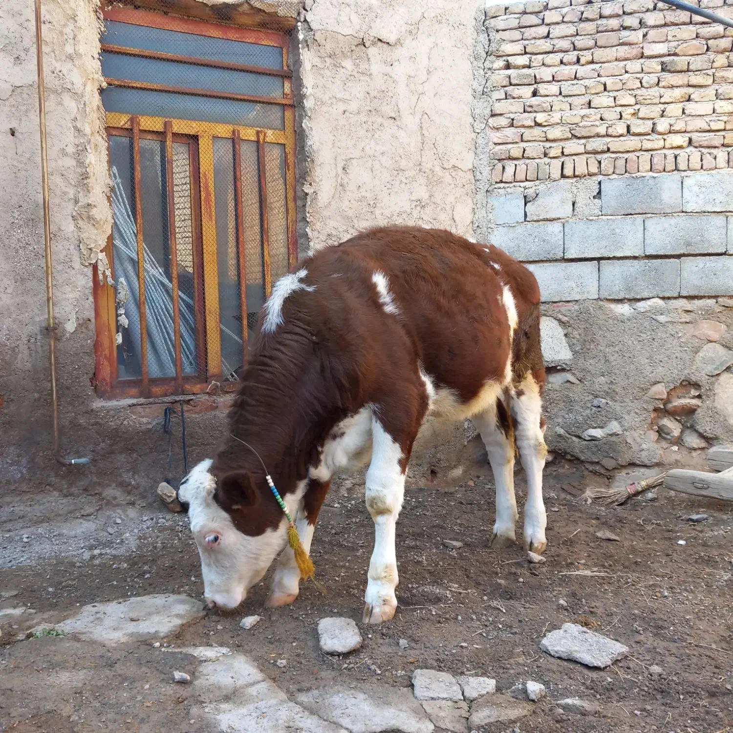 گوساله سیمینتال|حیوانات مزرعه|صوفیان, |دیوار