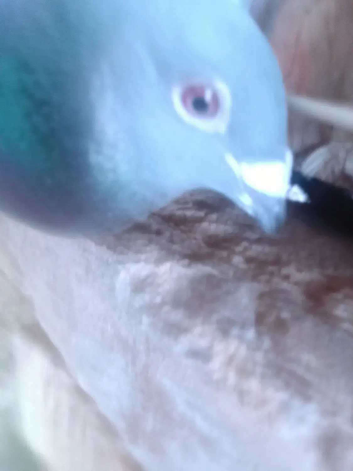 کفتر|پرنده|جیرفت, |دیوار