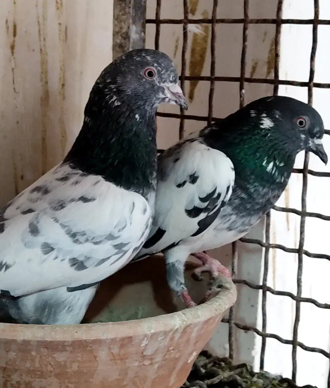 کبوتر پاکستانی|پرنده|شهریار, دهشاد بالا|دیوار