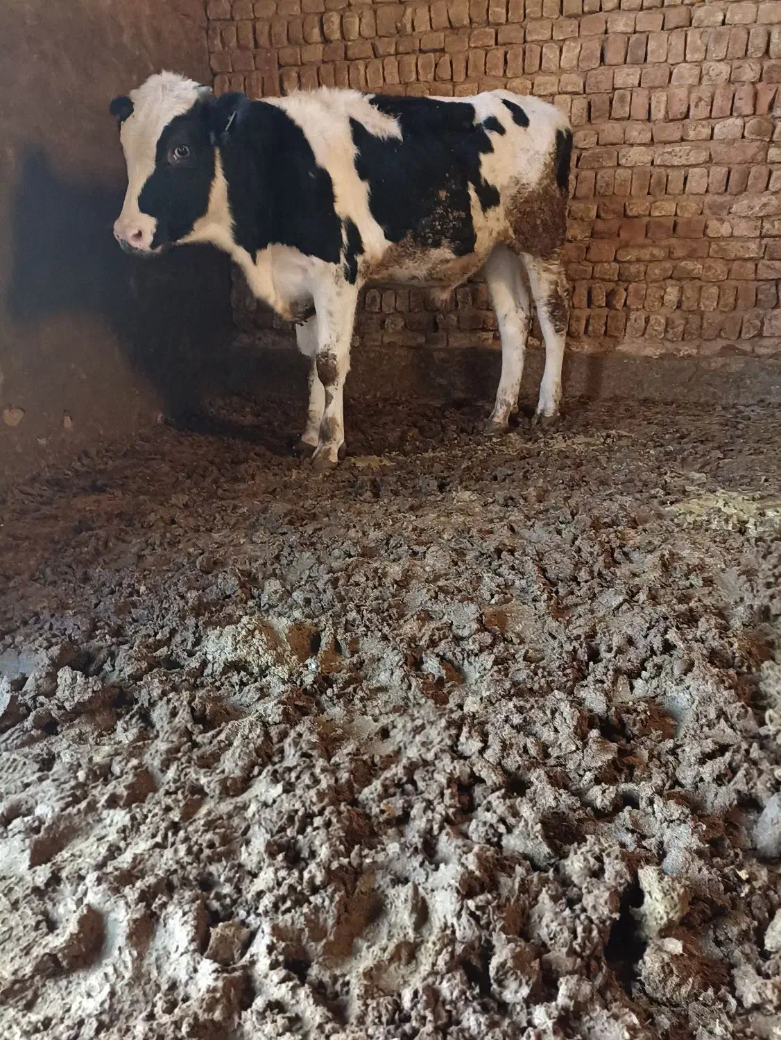 نر..|حیوانات مزرعه|شال, |دیوار