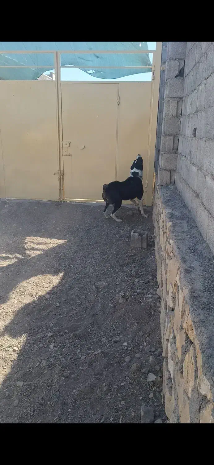 واگذاری سگ|سگ|جوین, |دیوار