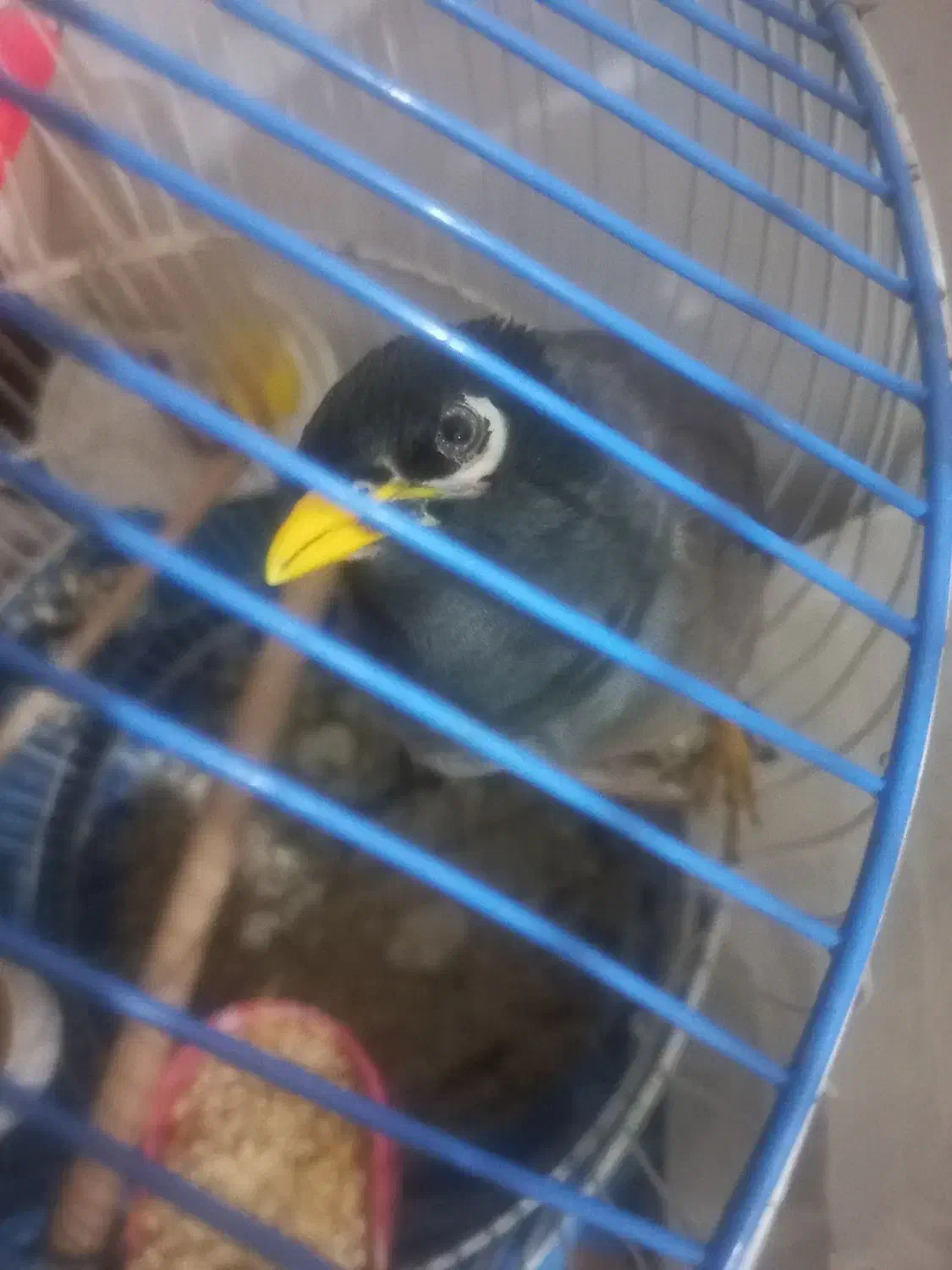 مرغ مینا|پرنده|بروجرد, |دیوار