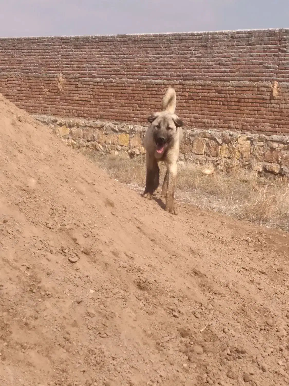 سگ عراقی|سگ|مراغه, |دیوار