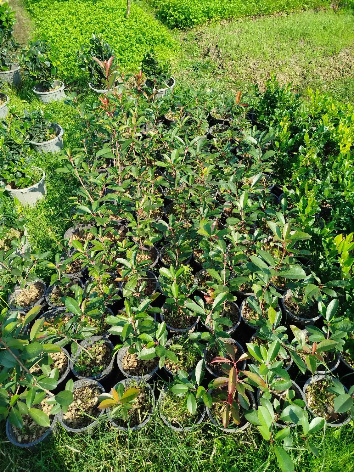 فتونیا ، فوتونیا و یاس هلندی|خدمات باغبانی و درختکاری|واجارگاه, |دیوار